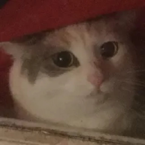 a blurry photo of a calico cat's head, her eyes big and ears back.